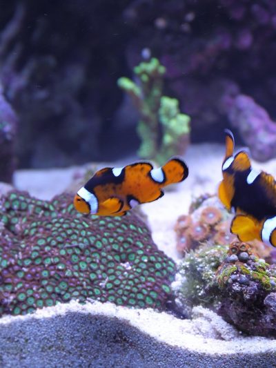 Fish